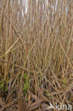 Riet (Phragmites australis)