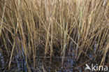 Riet (Phragmites australis)