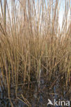 Riet (Phragmites australis)