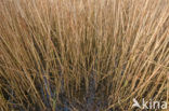 Riet (Phragmites australis)