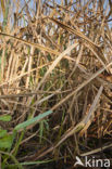 Riet (Phragmites australis)