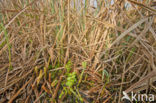 Riet (Phragmites australis)