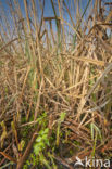 Riet (Phragmites australis)