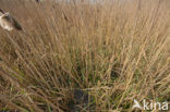 Riet (Phragmites australis)