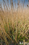 Riet (Phragmites australis)