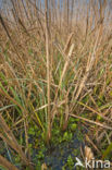 Riet (Phragmites australis)