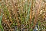 Riet (Phragmites australis)