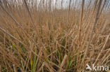 Riet (Phragmites australis)