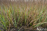 Riet (Phragmites australis)