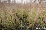 Riet (Phragmites australis)