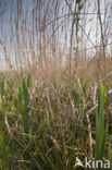 Riet (Phragmites australis)