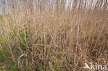 Riet (Phragmites australis)