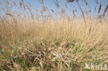 Riet (Phragmites australis)