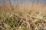 Riet (Phragmites australis)