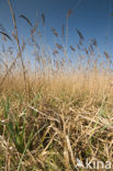 Riet (Phragmites australis)