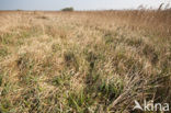 Riet (Phragmites australis)