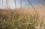 Riet (Phragmites australis)