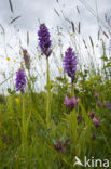 Rietorchis (Dactylorhiza praetermissa)