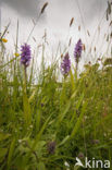 Rietorchis (Dactylorhiza praetermissa)