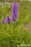 Rietorchis (Dactylorhiza praetermissa)