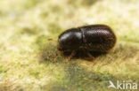 Ropalodontus perforatus