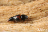 Sepedophilus bipunctatus