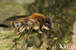 Vroege zandbij (Andrena praecox)