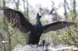 Aalscholver (Phalacrocorax carbo)