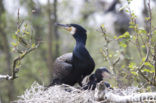 Aalscholver (Phalacrocorax carbo)