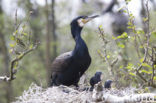 Aalscholver (Phalacrocorax carbo)