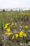 Dotterbloem (Caltha palustris)