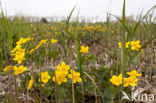 Dotterbloem (Caltha palustris)