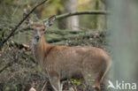 Edelhert (Cervus elaphus)