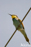 Europese Bijeneter (Merops apiaster)