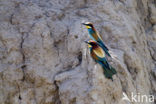 Europese Bijeneter (Merops apiaster)