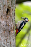 Grote Bonte Specht (Dendrocopos major)