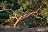 Grove den (Pinus sylvestris)