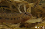 Kleine modderkruiper (Cobitis taenia)