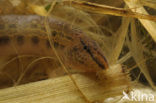 Kleine modderkruiper (Cobitis taenia)