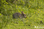 Konijn (Oryctolagus cuniculus) 