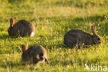 Konijn (Oryctolagus cuniculus) 