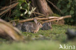 Konijn (Oryctolagus cuniculus) 