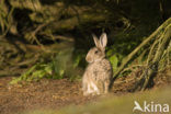 Konijn (Oryctolagus cuniculus) 