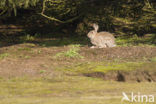 Konijn (Oryctolagus cuniculus) 