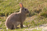 Konijn (Oryctolagus cuniculus) 