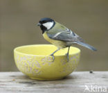 Koolmees (Parus major)