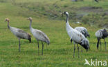 Kraanvogel (Grus grus)