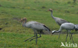 Kraanvogel (Grus grus)