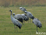 Kraanvogel (Grus grus)