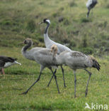 Kraanvogel (Grus grus)